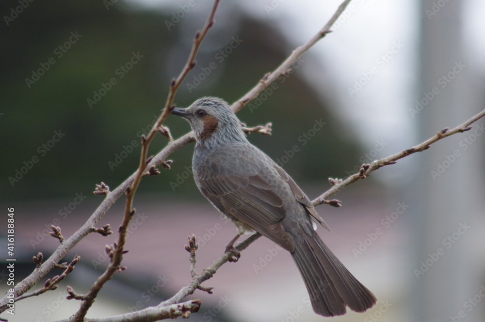 Fototapeta premium 木に止まり羽を休めるヒタキ科の小さな鳥