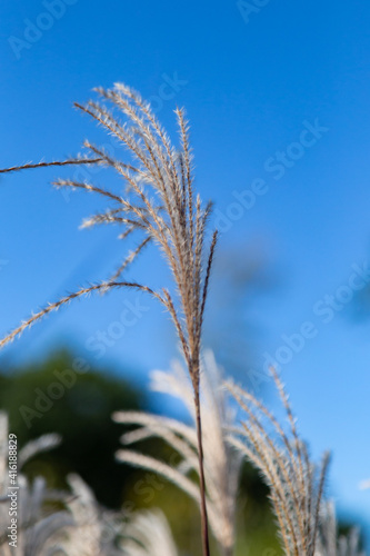 grass stalk with a blue sky background