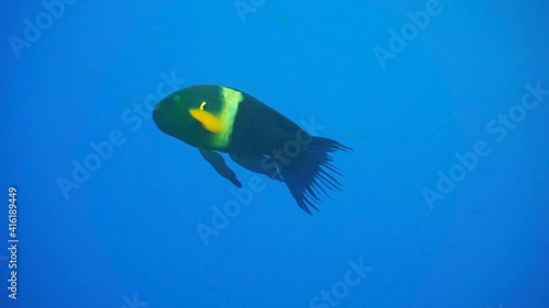 Broom tail Maori wrasse fish. Close-up 