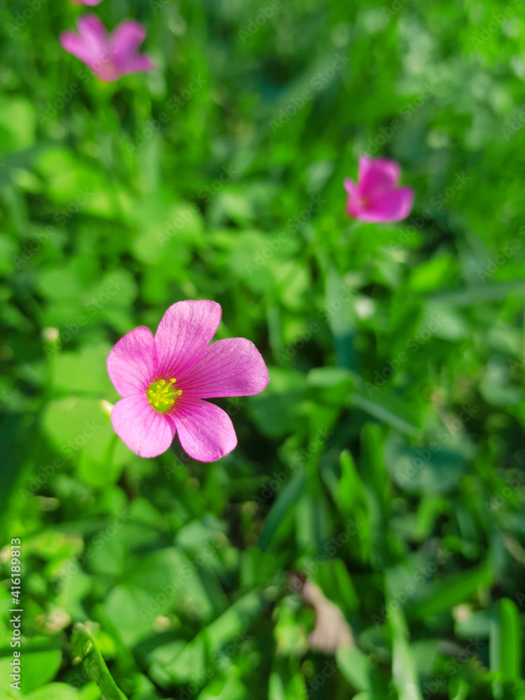 Fototapeta premium Bella flor rosa en medio de hojas verdes. Naturaleza