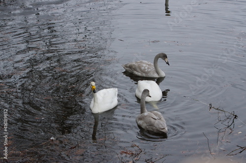 厳しい寒さを避けて越冬で飛来地へと渡ってきた、美しい白い羽毛のオオハクチョウ photo