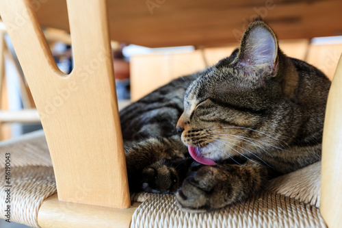 Close up shot of a cat licking its hand photo