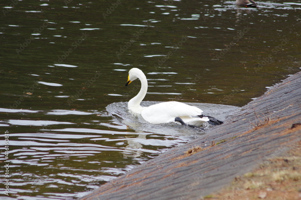 Obraz premium 厳しい寒さを避けて越冬で飛来地へと渡ってきた、美しい白い羽毛のオオハクチョウ