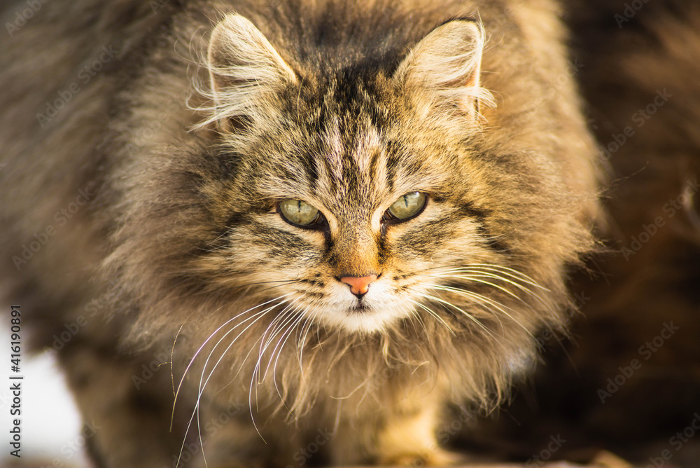 A stray cat on a frosty sunny day in a cold winter A stray cat on a frosty sunny day in a cold winter