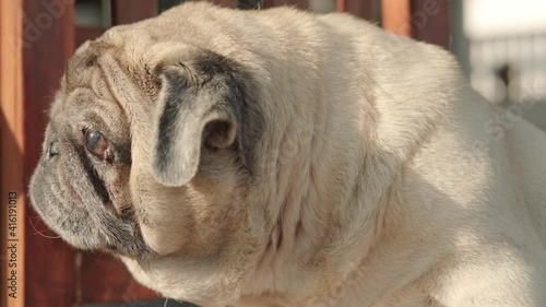 Cute pug dog sitting on the desk with sun flare in morning time.