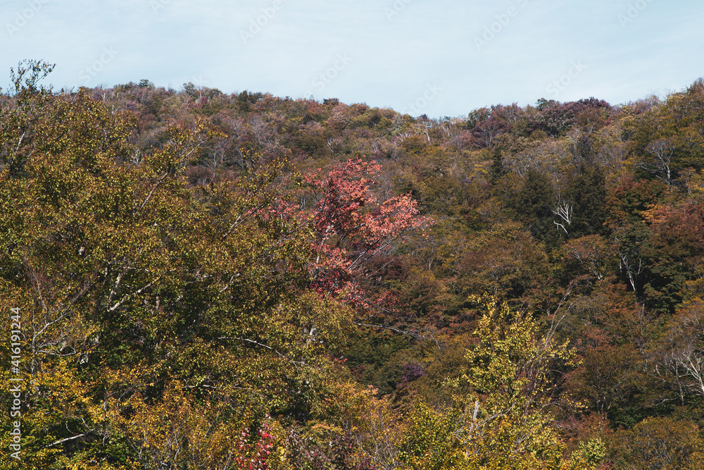 Fototapeta premium Red autumn tree surrounded by green trees in the woods 