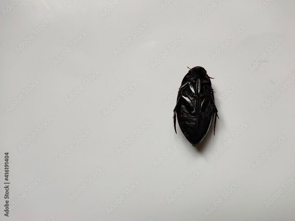 Dredacious diving beetles Dredacious diving beetles