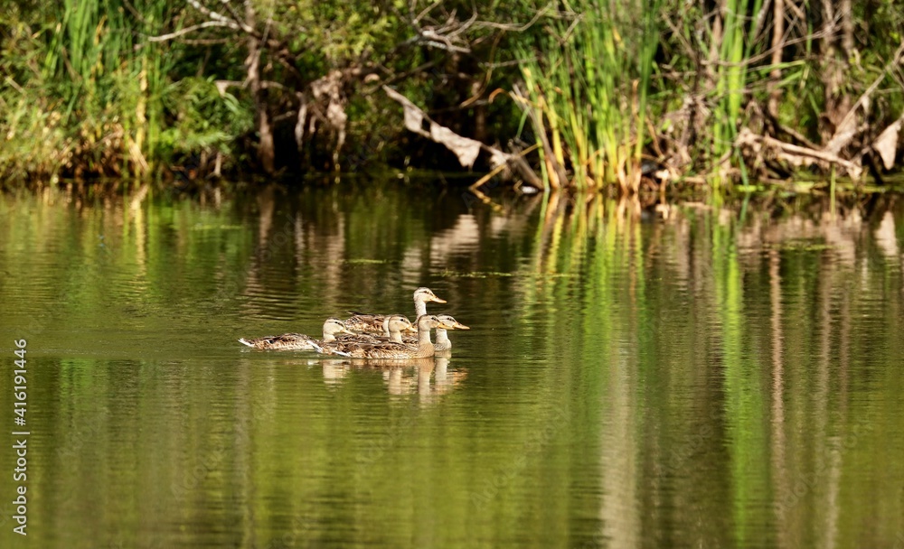 Mallard - The most abundant and widespread of all waterfowl, the mallard is also the most hunted game bird. Mallard - The most abundant and widespread of all waterfowl, the mallard is also the most hunted game bird.