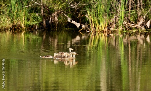 Mallard - The most abundant and widespread of all waterfowl  the mallard is also the most hunted game bird. 