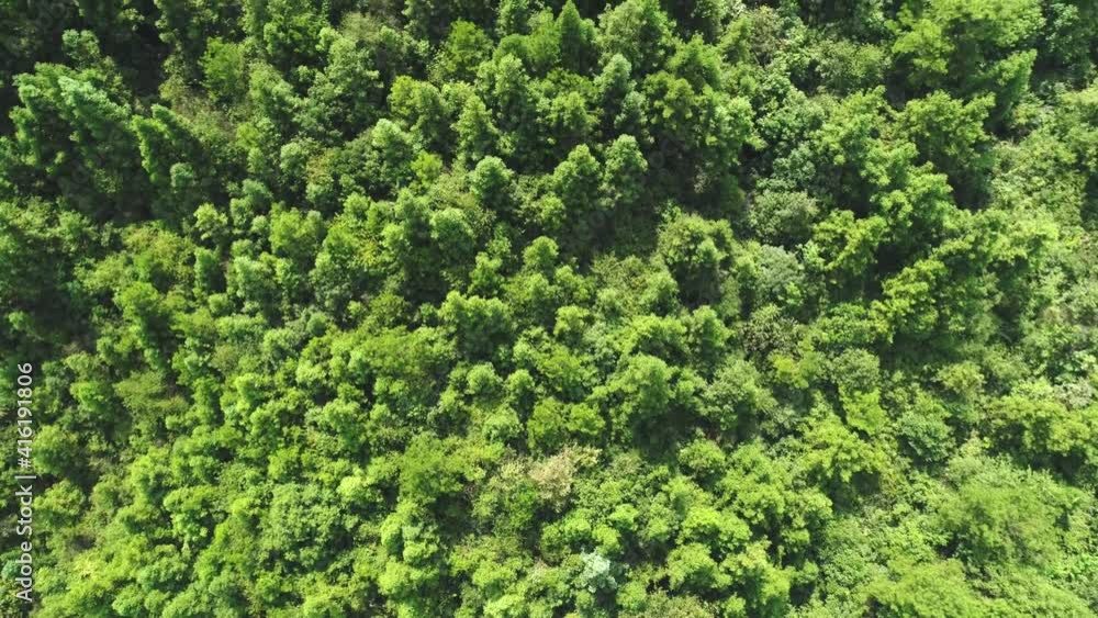 The camera moves forward and rises over a large green forest, aerial view 