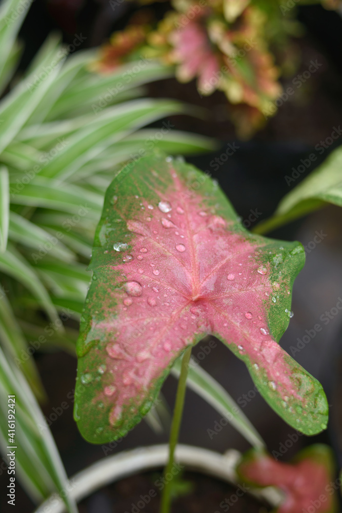 Water drops on leaf in sunshine Water drops on leaf in sunshine