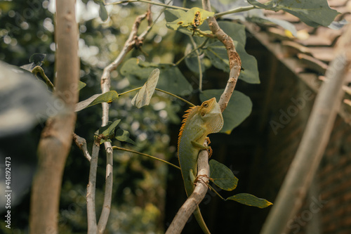 One chameleon in the tree, animal