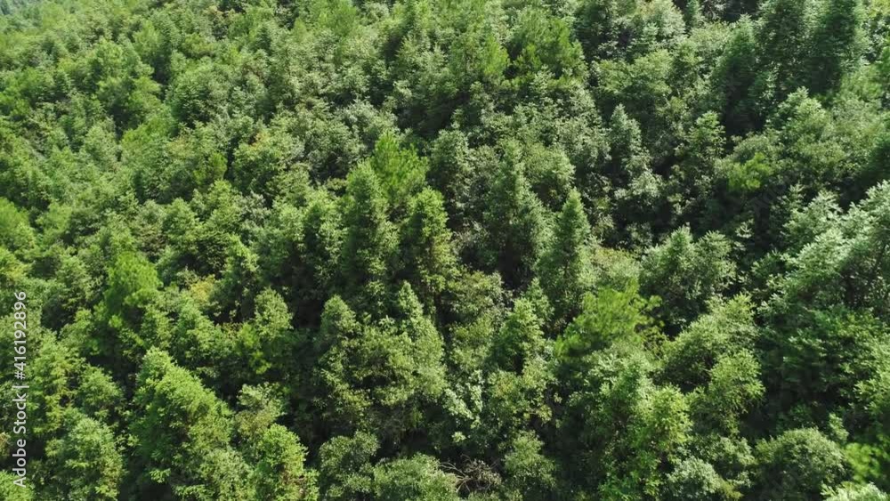 Forward close-up panning shot of trees in the forest