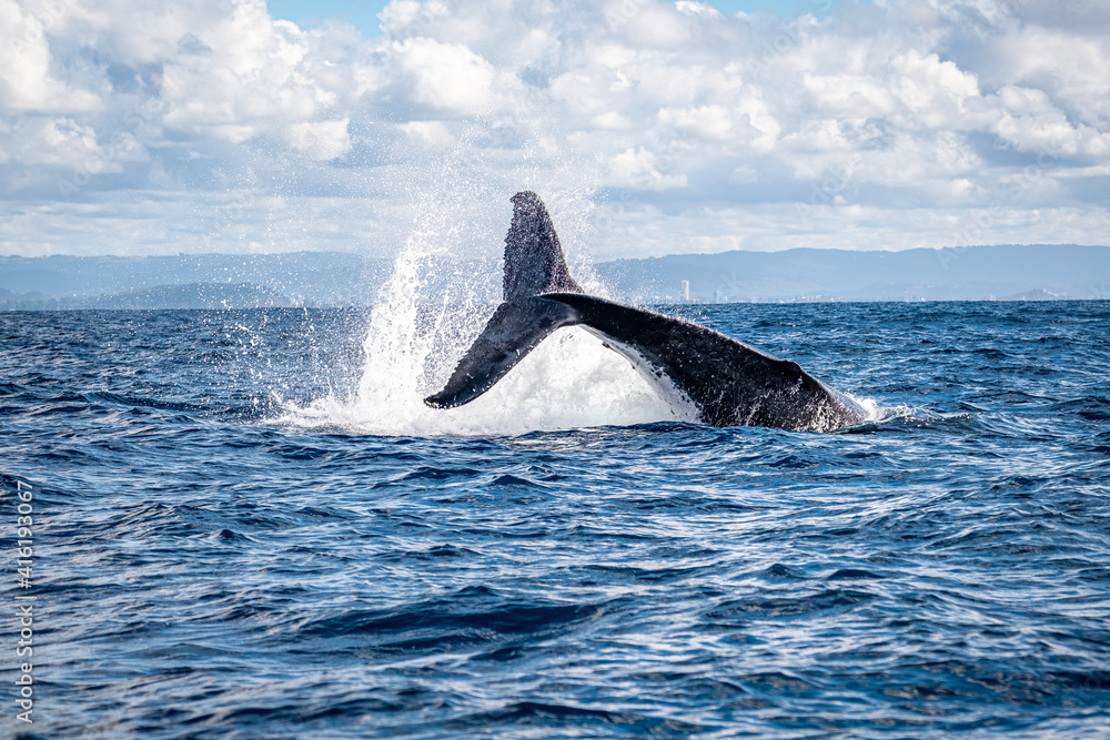 Naklejka premium Whale tail flick on the Gold Coast, Queensland Australia 