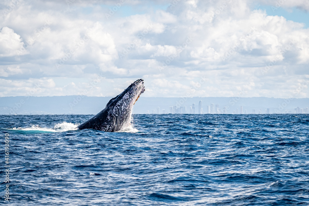 Fototapeta premium Whale head lunge on the Gold Coast, Queensland Australia 