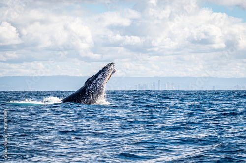 Whale head lunge on the Gold Coast, Queensland Australia 