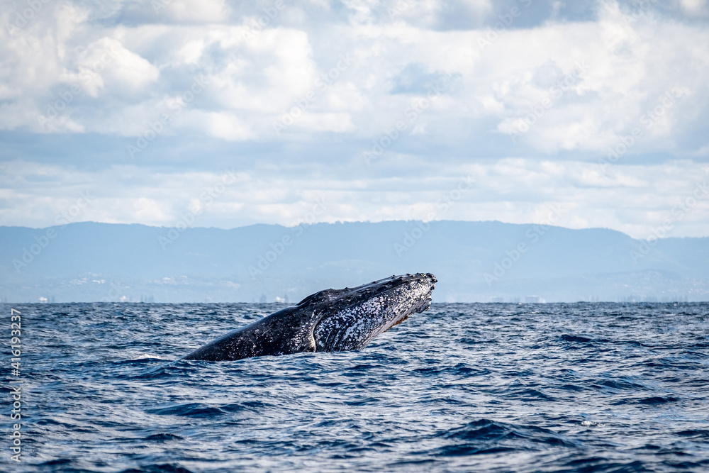 Fototapeta premium Whale head lunge on the Gold Coast, Queensland Australia 