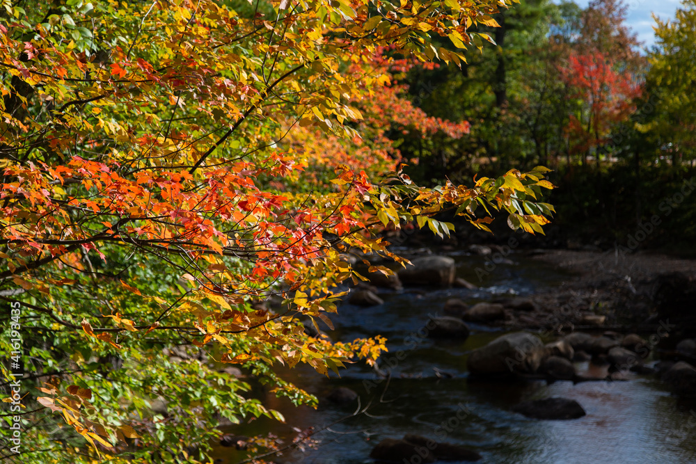 Vibrant autumn leaves and river and rocks