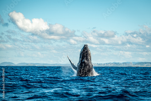 Tableau sur toile Whale on the Gold Coast, Queensland Australia