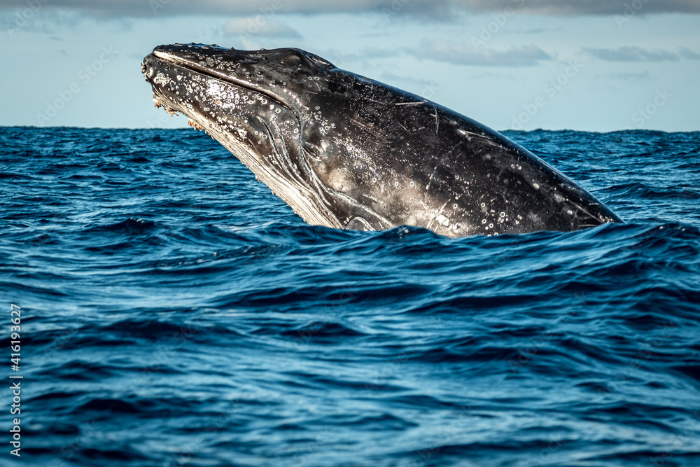 Fototapeta premium Whale head lunge on the Gold Coast, Queensland Australia 