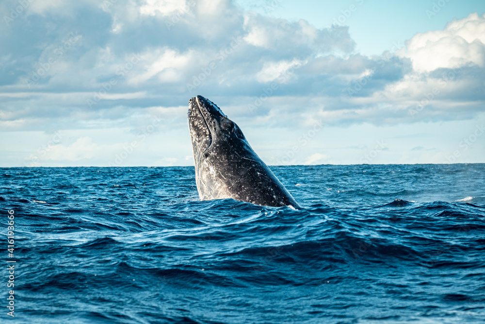 Fototapeta premium Whale head lunge on the Gold Coast, Queensland Australia 