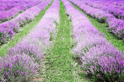Lavender fields in Italy and italian rural landscape. Picturesque valley with violet rows of lavanda flowers.