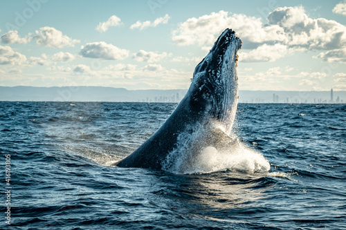 Whale head lunge on the Gold Coast, Queensland Australia 