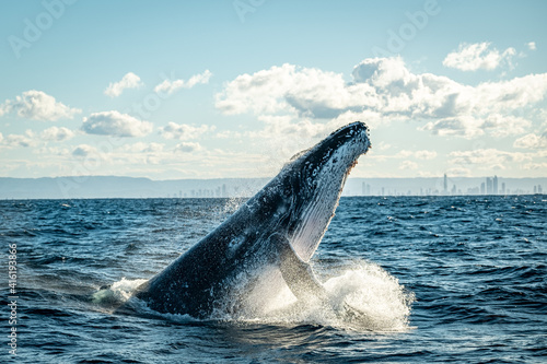 Whale head lunge on the Gold Coast, Queensland Australia  photo