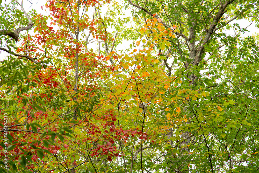 Group of trees with autumn colored leaves 