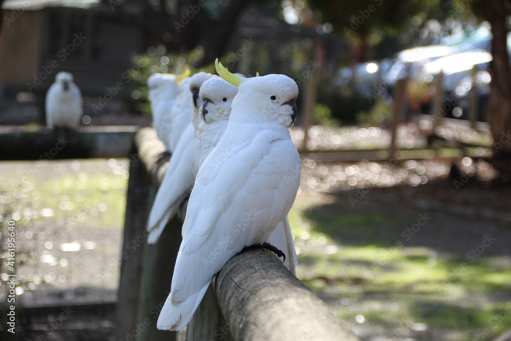 Sulphur Crested Cockatoos, South Eastern Australia. Sulphur Crested Cockatoos, South Eastern Australia.