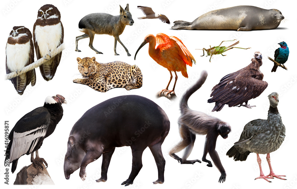 Fototapeta premium collection of different reptiles, birds, mammal animals and insects from south america isolated on white background