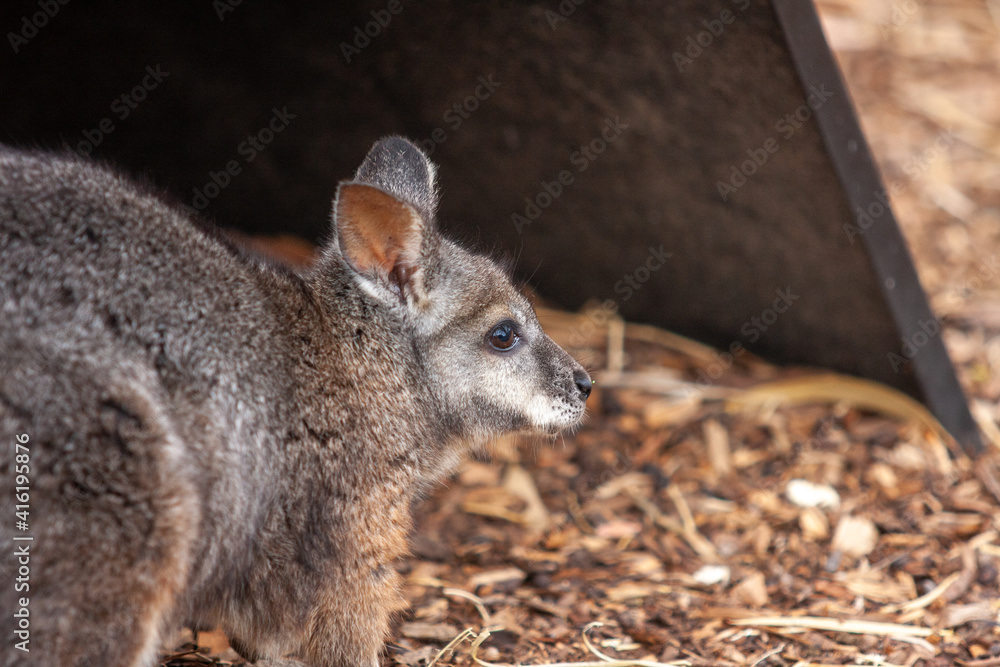 Naklejka premium Animals in the Zoo