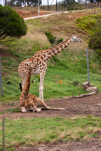 Animals in the Zoo