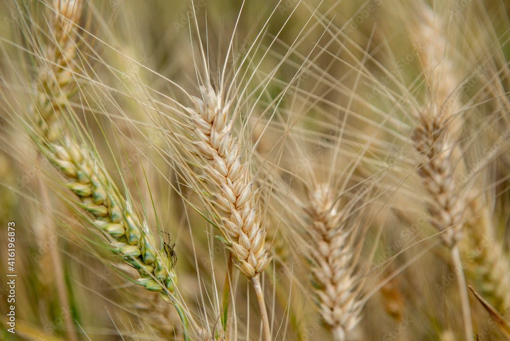 Nashik , India - 20 February 2021, Field of green wheat at Nashik Maharashtra...... Nashik , India - 20 February 2021, Field of green wheat at Nashik Maharashtra......