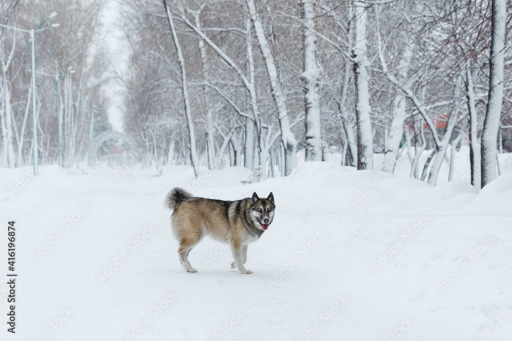 Naklejka premium Winter husky portrait on a walk in park, beautiful dog in nature, friendship, pet. Dog or wolf