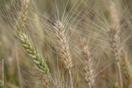 Nashik , India - 20 February 2021, Field of green wheat at Nashik Maharashtra......