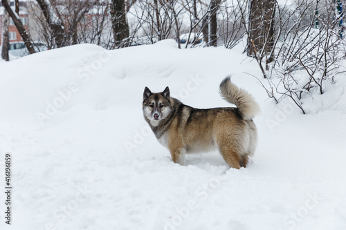 Winter husky portrait on a walk in park  beautiful dog in nature  friendship  pet. Dog or wolf