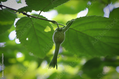 Wild beaked hazelnut involucre hangs from a branch photo