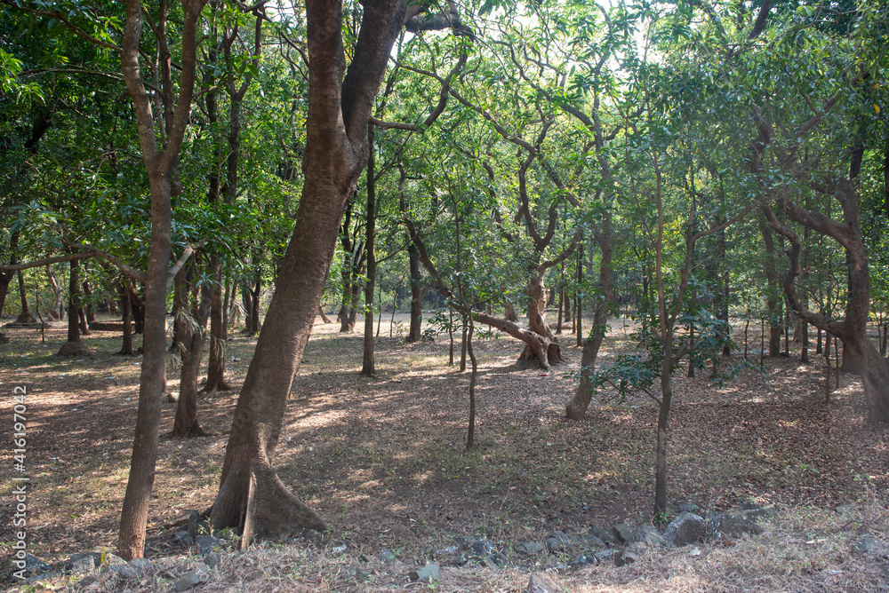 Nashik , India - 20 February 2021, Mango forest in the village of Nashik Maharashtra...... Nashik , India - 20 February 2021, Mango forest in the village of Nashik Maharashtra......