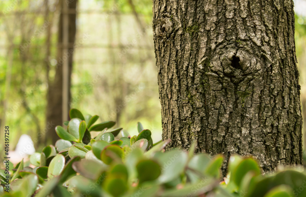 Closeup of tree stem with black hole, green background and green leaves in the foreground Closeup of tree stem with black hole, green background and green leaves in the foreground
