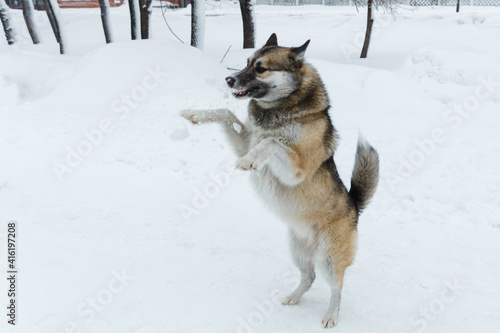 Winter husky portrait on a walk in park, beautiful dog in nature, friendship, pet. Dog or wolf © Марина Андрейченко