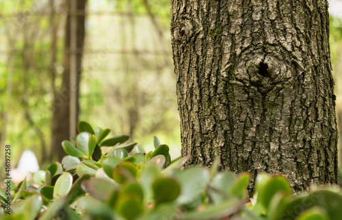 Closeup of tree stem with black hole, green background and green leaves in the foreground