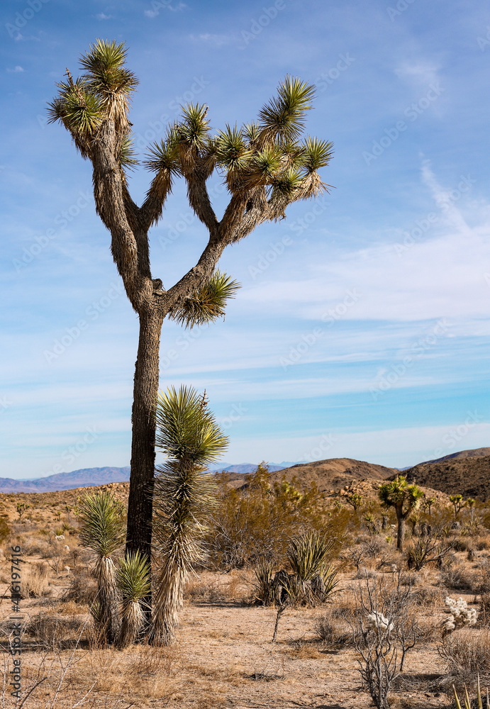 Joshua Tree National Park