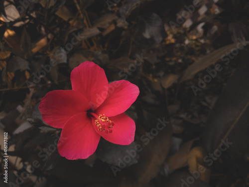 Hibiscus in Nature