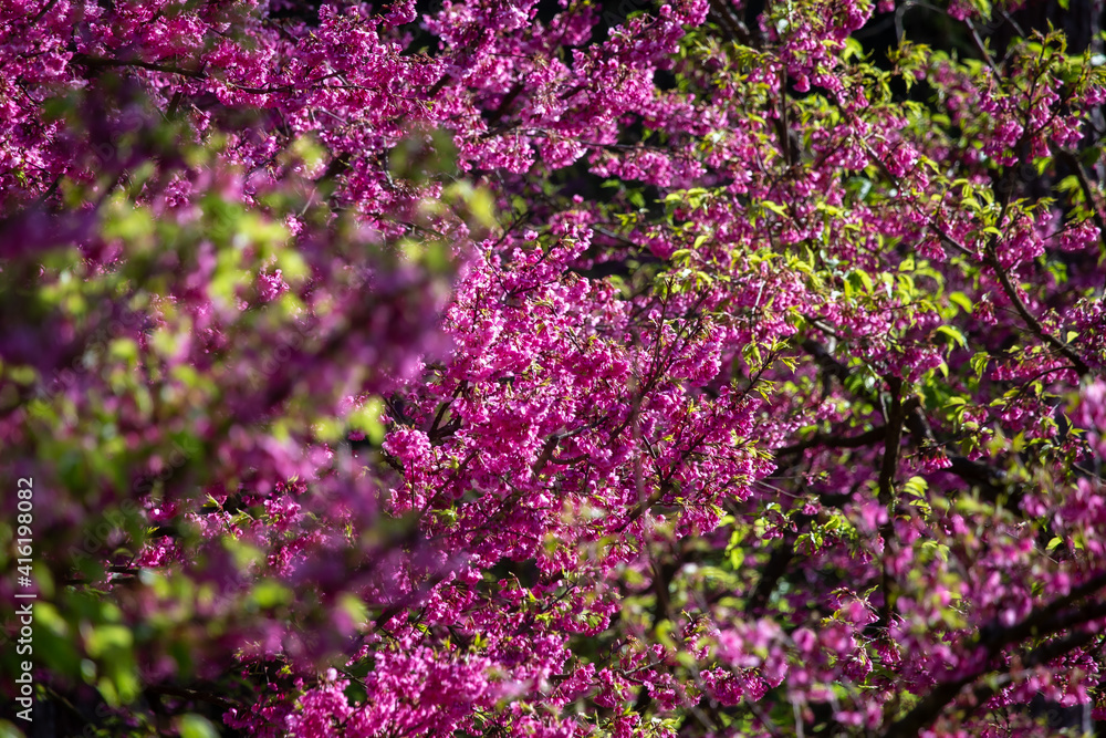 Pink cherry blossoms in full bloom, looking dense, giving a feeling of abundance.