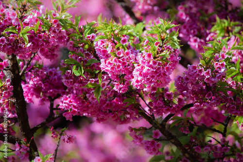 Pink cherry blossoms in full bloom, looking dense, giving a feeling of abundance.