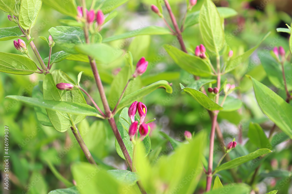 Branches of honeysuck shrub covered in flower buds Branches of honeysuck shrub covered in flower buds