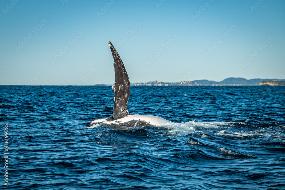 Fototapeta premium Whale showing off pec fin during a whale watching tour on the Tweed Coast, NSW