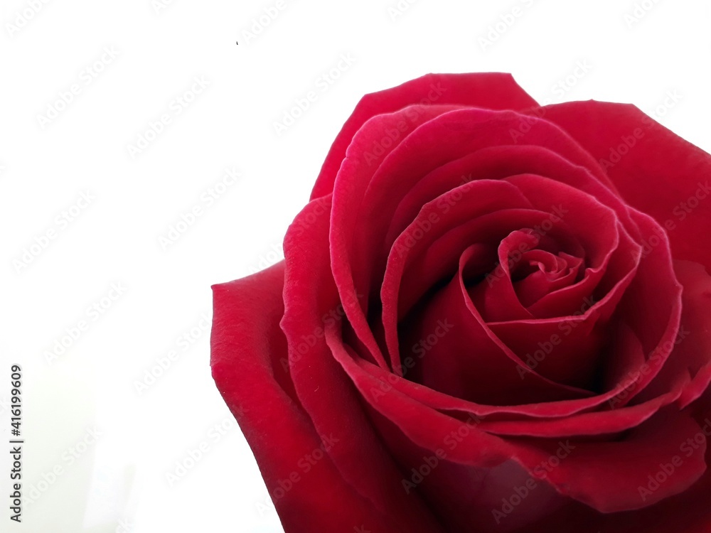 Naklejka premium red rose on white background