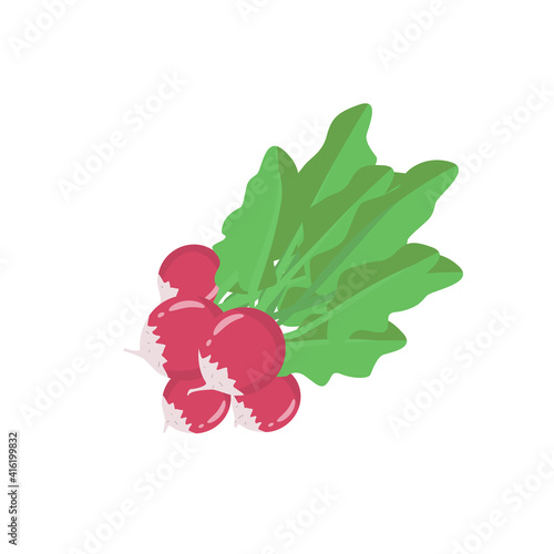 A bunch of radishes. An edible plant and vegetable. Low calorie root vegetable. Isolated element on white background for agricultural or culinary design. Vector illustration. Flat style.